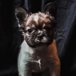 Primo - Black and white male French Bulldog puppy in Battle Ground, Washington from Ferguson's Bulldogs