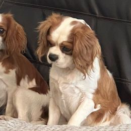 Honey - Cavalier King Charles Spaniel