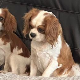 Honey - Cavalier King Charles Spaniel