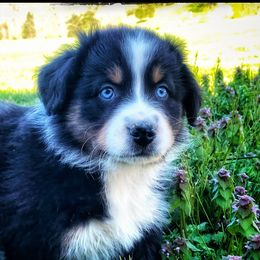 Australian Shepherd and Poodle Puppies from Faith, Feathers & Furgooddog123