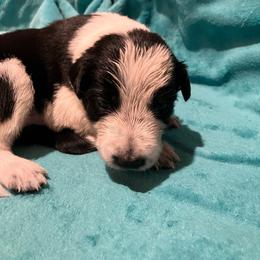 Blackjack - Black and white male Border Collie puppy in Holden, Missouri from Spotted Feather Farm