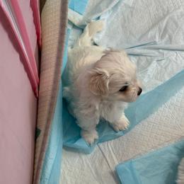Snow's Little Haru Blooming MFK AKA Haru - White male Maltese puppy in Calhan, Colorado from Millennium Falcon Kennels