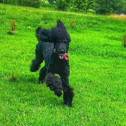 Raven - Poodle
