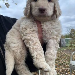 Bernedoodle, Labradoodle, and Poodle Puppies from Painted Doodles Farm LLC
