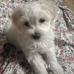 Cavalier King Charles Spaniel, Cavapoo, Maltipoo, and Poodle Puppies from Lainy's Puppies