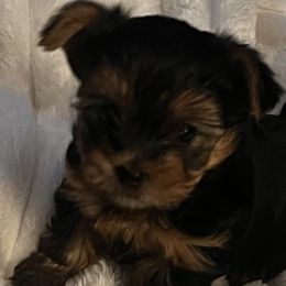 Yorkshire Terriers from Yorkie Love