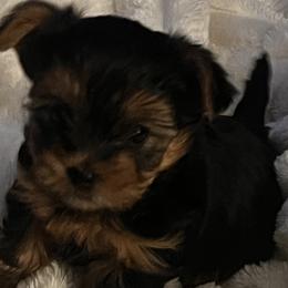 Yorkshire Terriers from Yorkie Love