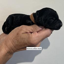 Boy 2 - male Goldendoodle puppy in Fairfield, California from Twin Sisters Doodles
