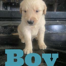 Leon - Golden male Golden Retriever puppy in 3446 E 600 N, Indiana from Precious Golden's
