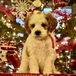 Girl 3 - Blenheim female Cavapoo puppy in Ivins, Utah from Taylia's Cavapoos