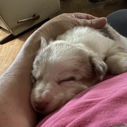 Stella - Sable merle female Border Collie puppy in Henagar, Alabama from Ridge Kap Border Collies
