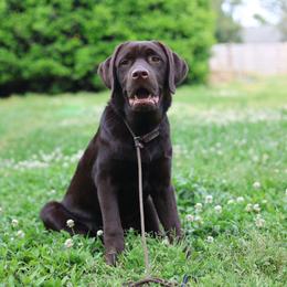 Bear - Chocolate male Labrador Retriever puppy in Williamston, South Carolina from Dutton Dog Co & Dalla Grazia Doberman