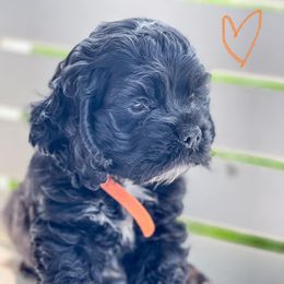 Cocker Spaniel Puppies from Priceless Pups