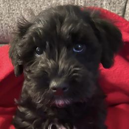 Miniature Schnauzers from Vicki's Miniature Schnauzers