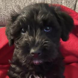 Miniature Schnauzers from Vicki's Miniature Schnauzers
