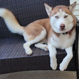 Athena - Siberian Husky