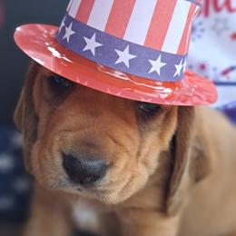 Basset Hound and Beagle Puppies from Orange Mountain Basset Hounds & Beagles