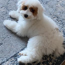 Aussiedoodle, Cockapoo, and Havapoo All Grown Up from Kaitlen Wood