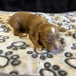 Three - Red and white female Cockapoo puppy in Strasburg, Pennsylvania from Dana's Domain Cockapoos
