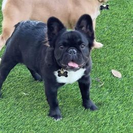 Boujee - French Bulldog