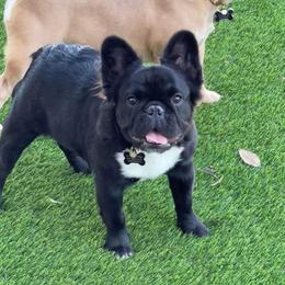 Boujee - French Bulldog