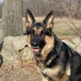 Regan  - German Shepherd