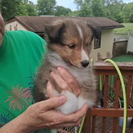 Boy 1 - Sable and white male Shetland Sheepdog puppy in Gilbertsville, Pennsylvania from Canidae Shelties
