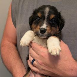 Aussiedoodle, Australian Shepherd, and Golden Retriever Puppies from Hope & Joy Acres
