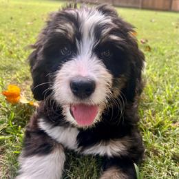 Angelica (Pink collar)- Available Now - Tri-color female Bernedoodle puppy in Boiling Springs, South Carolina from OlliePups, LLC
