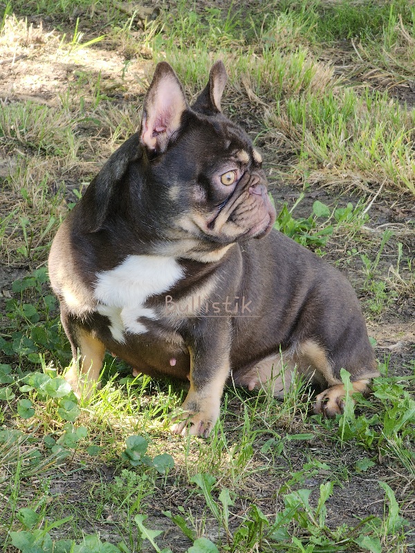 Kat - French Bulldog