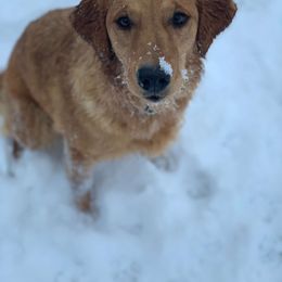 Golden Retriever All Grown Up from Home on the Range Goldens