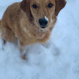 Golden Retriever All Grown Up from Home on the Range Goldens