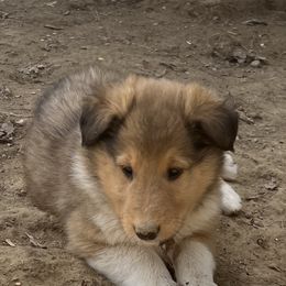 Collie Puppies from KLW Farm & Kennels