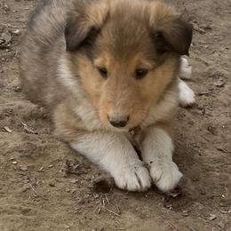Collie Puppies from KLW Farm & Kennels