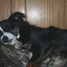 Miniature Australian Shepherds from Candice Stenka