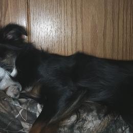 Miniature Australian Shepherds from Candice Stenka