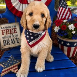 Gretchen - Apricot female Irish Doodle puppy in Maryland from Grind Stone Breeding Kennels