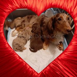 Dachshund Puppies from Flangel Dachshunds