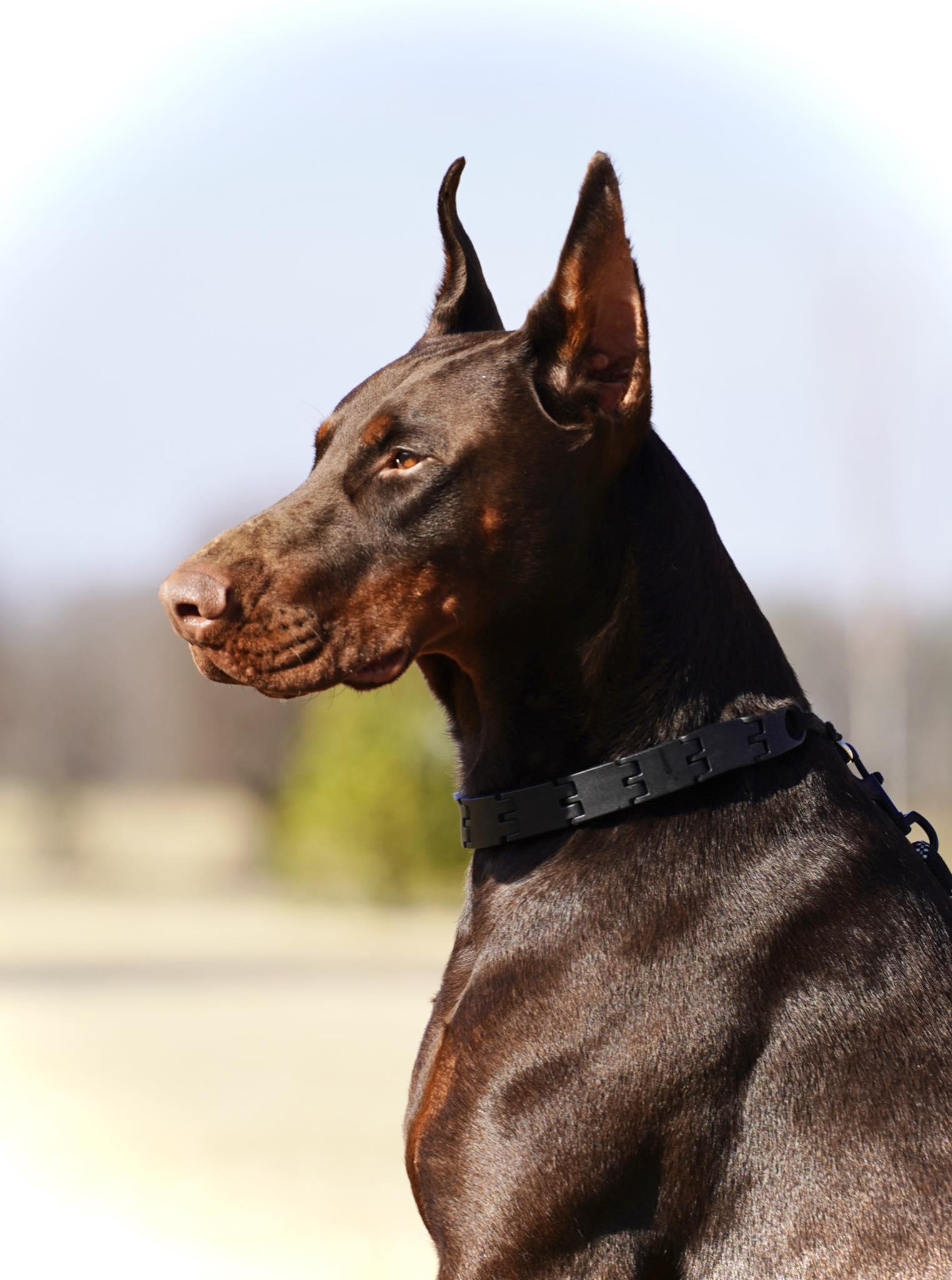 Sirius