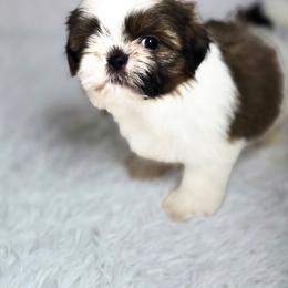 Willow - Tricolor male Shih Tzu puppy in Hialeah, Florida from Shih Tzu Miami