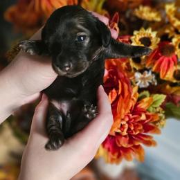 Ida - Cream female Dachshund puppy in Loganville, Georgia from Royal Dackel Haus