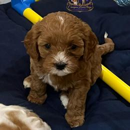 Honey - Red female Cavapoo puppy in Ridgeville, South Carolina from Cavapoo Love Bugs
