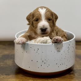 Chestnut - Apricot male Goldendoodle puppy in Kenansville, North Carolina from J+A Family Doodles