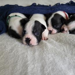 Boston Terrier Puppies from Greenberg's Boston Terrier's of Metro Detroit