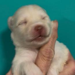Pearl - White female Pomsky puppy in Spring Hill, Florida from PDQ Pomskies