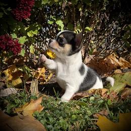Chihuahua Puppies from Knox Rock'n Chihuahuas