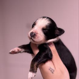 Rowan AKC - Black tri-color male Australian Shepherd puppy in Orlando, Florida from Skaky Shepherds