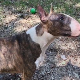 Brandy - Bull Terrier