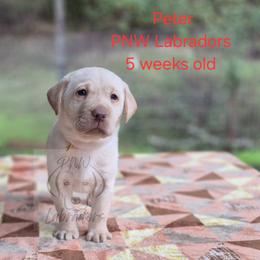 Peter - Yellow male Labrador Retriever puppy in Rogue River, Oregon from PNW Labradors