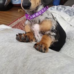 Dachshund Puppies from Witchy Woman’s Wiener’s